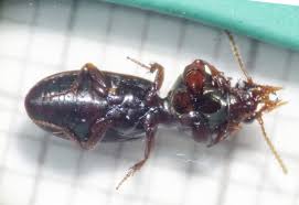 Attēlu rezultāti vaicājumam “Clivina fossor”