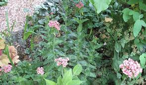 Attēlu rezultāti vaicājumam “Silene chalcedonica”