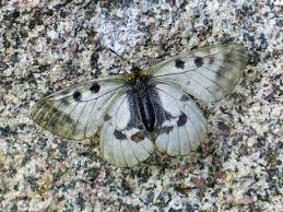 Attēlu rezultāti vaicājumam “Parnassius mnemosyne upperside”