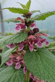 Attēlu rezultāti vaicājumam “Lamium”
