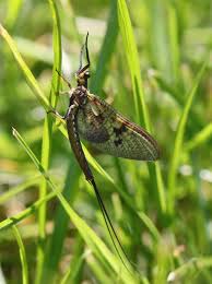 Attēlu rezultāti vaicājumam “Ephemera sp.”