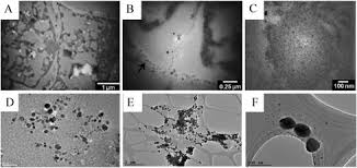 Attēlu rezultāti vaicājumam “Didymium annulisporum sessile”