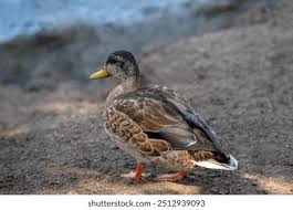 Attēlu rezultāti vaicājumam “Anas platyrhynchos”