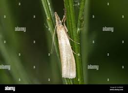 Attēlu rezultāti vaicājumam “Crambus pratella”