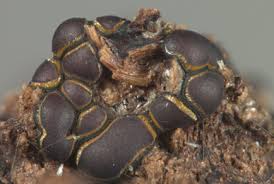 Attēlu rezultāti vaicājumam “Oligonema persimile macro”