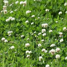 Attēlu rezultāti vaicājumam “Trifolium repens”