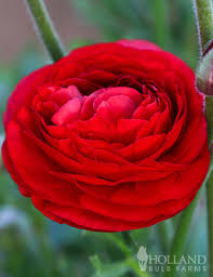 Attēlu rezultāti vaicājumam “Ranunculus elatior”