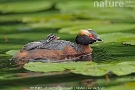 Image result for Podiceps auritus