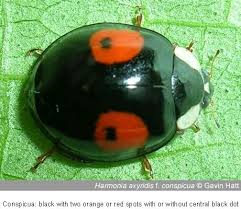 Attēlu rezultāti vaicājumam “Chilocorus renipustulatus”