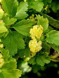 Attēlu rezultāti vaicājumam “Ribes alpinum”