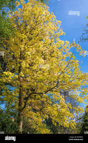 Attēlu rezultāti vaicājumam “Aesculus x neglecta”