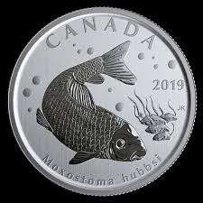 Image result for Moxostoma hubbsi