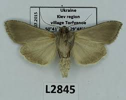 Attēlu rezultāti vaicājumam “Cucullia fraudatrix”