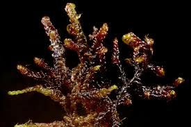 Attēlu rezultāti vaicājumam “Scorpidium cossonii”