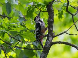 Attēlu rezultāti vaicājumam “Dendrocopos leucotos female”