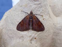 Attēlu rezultāti vaicājumam “Pennithera firmata”