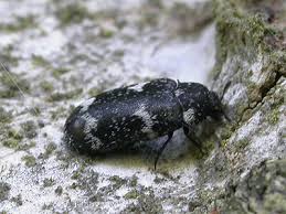 Attēlu rezultāti vaicājumam “Megatoma undata”