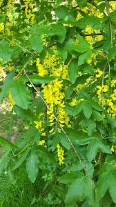 Attēlu rezultāti vaicājumam “Laburnum”