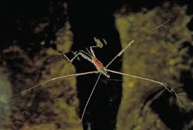 Attēlu rezultāti vaicājumam “Gerridae”