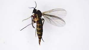 Attēlu rezultāti vaicājumam “Nematocera”