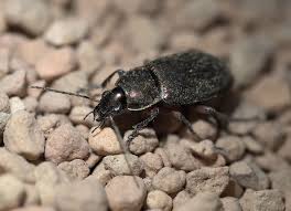 Attēlu rezultāti vaicājumam “Poecilus cupreus”