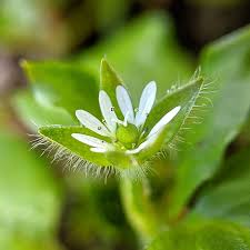 Attēlu rezultāti vaicājumam “Stellaria longifolia flower”