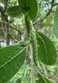 Attēlu rezultāti vaicājumam “Salix cinerea leaf”