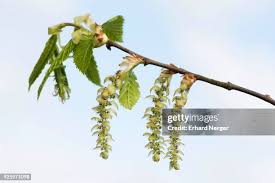 Attēlu rezultāti vaicājumam “Carpinus betulus female flower”
