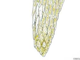 Attēlu rezultāti vaicājumam “Warnstorfia fluitans”