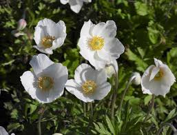 Attēlu rezultāti vaicājumam “Anemone sylvestris fruit”