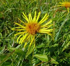 Attēlu rezultāti vaicājumam “Inula salicina leaf”
