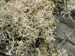 Attēlu rezultāti vaicājumam “Cladonia rangiferina”