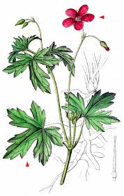 Attēlu rezultāti vaicājumam “Geranium palustre”