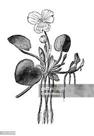 Attēlu rezultāti vaicājumam “Hydrocharis morsus-ranae flower”