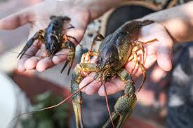 Attēlu rezultāti vaicājumam “Astacus astacus”