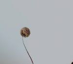 Attēlu rezultāti vaicājumam “Paradiacheopsis rigida”