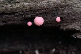 Attēlu rezultāti vaicājumam “Lycogala epidendrum s.str. young”