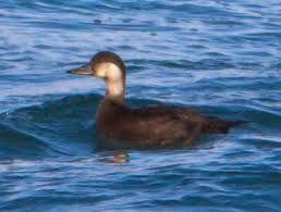 Attēlu rezultāti vaicājumam “Melanitta nigra”