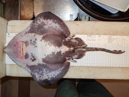 Image result for Amblyraja hyperborea