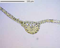 Attēlu rezultāti vaicājumam “Herzogiella seligeri sporophyte”