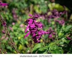 Attēlu rezultāti vaicājumam “Lobeliaceae”