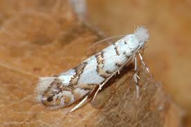 Attēlu rezultāti vaicājumam “Phyllonorycter platanoidella”