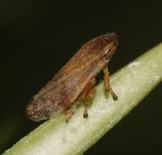 Attēlu rezultāti vaicājumam “Neophilaenus lineatus”