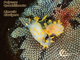 Image result for Diplodus cadenati