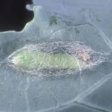 Attēlu rezultāti vaicājumam “Plutellidae”