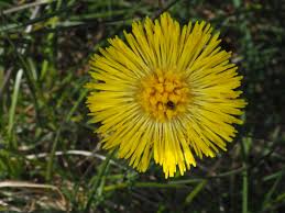 Attēlu rezultāti vaicājumam “Tussilago farfara flower”