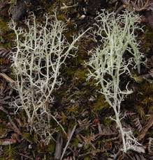 Attēlu rezultāti vaicājumam “Cladonia ciliata”