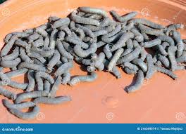 Attēlu rezultāti vaicājumam “Tipulidae larva”