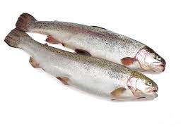 Image result for Salmo trutta trutta