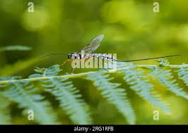 Attēlu rezultāti vaicājumam “Ichneumonidae imago”